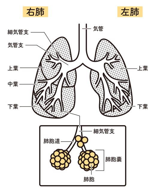 泉佐野あだちクリニック内科・小児科・アレルギー科 長引く咳の原因